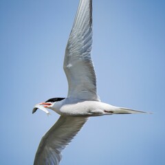 Common tern in flight while carrying a fish in its beak