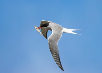 Close-up shot of a Common tern perched on a tree branch, with a small morsel of food in its beak
