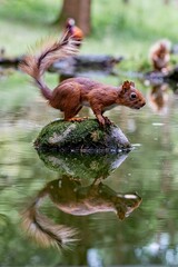 Selective focus shot of a squirrel with its reflection in the water