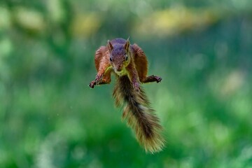 Selective focus shot of a squirrel jumping in the air