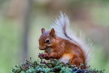 Selective focus shot of a squirrel eating food