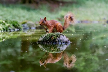 Selective focus shot of a squirrel with its reflection in the water