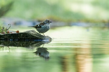 Finch with its reflection in the water