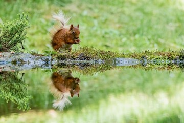 Selective focus shot of a squirrel with its reflection in the water