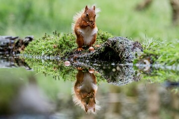 Selective focus shot of a squirrel with its reflection in the water
