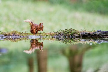 Selective focus shot of a squirrel with its reflection in the water