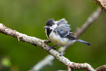 kranke Kohlmeise (Parus major)