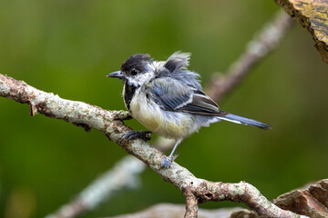 Fototapeta premium kranke Kohlmeise (Parus major)