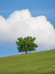 Tree on a Hill 