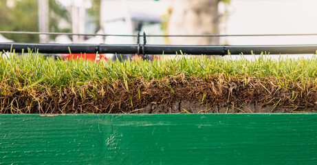 Lawn production, cross section of soil and grass growing on it close-up. 