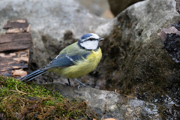 Blaumeise (Cyanistes caeruleu)