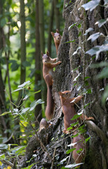 Squirrels in the Forest