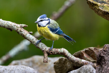 Blaumeise (Cyanistes caeruleu)