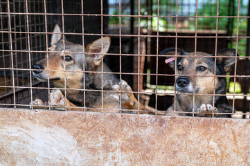 Stray dog in animal shelter waiting for adoption. Portrait of homeless dog in animal shelter cage.