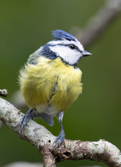 Blaumeise (Cyanistes caeruleu)