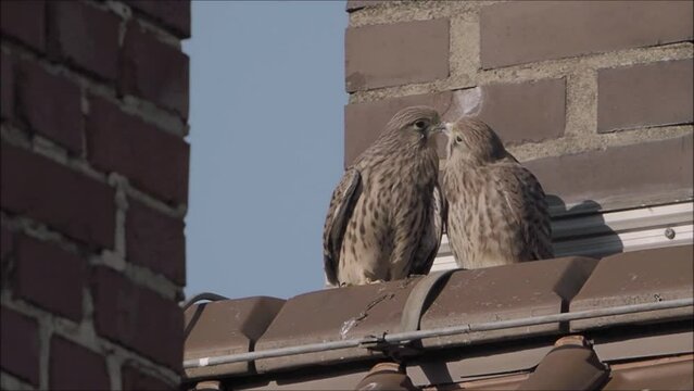 Young common kestrels (Falco tinnunculus) beaking on a house roof, Hesse, Germany, Europe