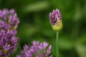 close up of a flower