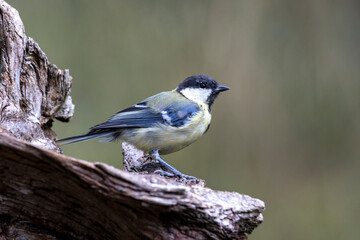Kohlmeise (Parus major)