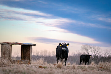 Heifers in winter field next to wooden mineral feeder
