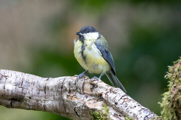 Kohlmeise (Parus major)