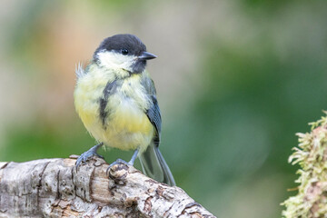Kohlmeise (Parus major)
