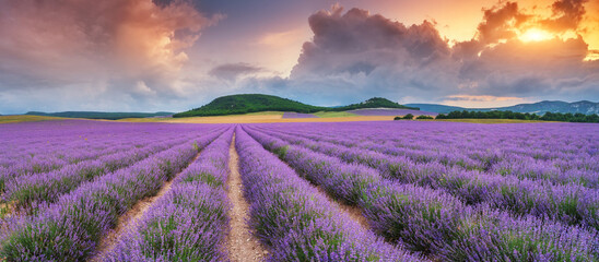 Panorama of lavender meadow at sunset. - 629628976
