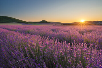 Meadow of lavender at sunset. - 629628988