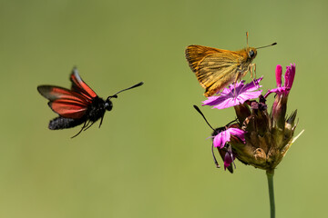 Sumpfhornklee-Widderchen und Rostfarbiger Dickkopffalter
