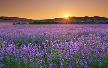 Obraz premium Meadow of lavender at sunset.