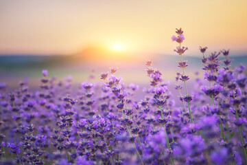 Bush of lavender frower at sunset. - obrazy, fototapety, plakaty