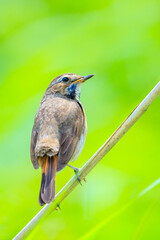 Closeup of a blue-throat bird Luscinia svecica cyanecula singing