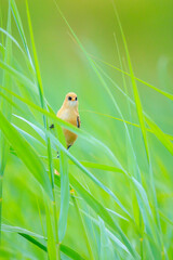 Bearded reedling, Panurus biarmicus, bird singing in early morning sunlight
