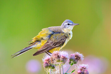 Closeup of a western yellow wagtail bird Motacilla flava singing