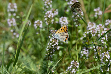 Violetter Feuerfalter (Lycaena alciphron)