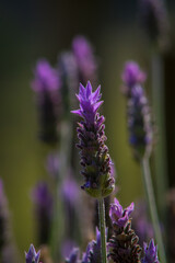 Lavanda 