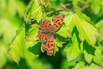 Comma butterfly Polygonia c-album resting top view