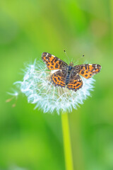 The Map butterfly, Araschnia levana, Springtime brood