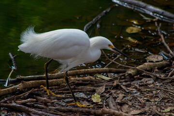 Garça-branca-pequena