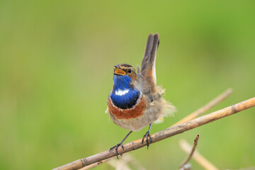 Closeup of a blue-throat bird Luscinia svecica cyanecula singing