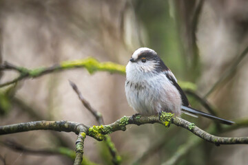 Closeup of a long-tailed tit or long-tailed bushtit, Aegithalos caudatus, bird foraging in a forest
