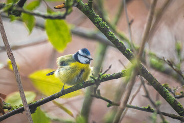 Eurasian blue tit, Cyanistes caeruleus, bird  perched