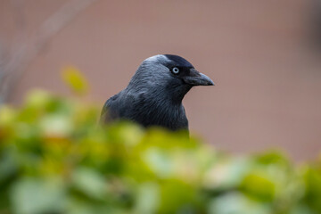 Closeup portrait of a Western Jackdaw bird Coloeus Monedula foraging in grass