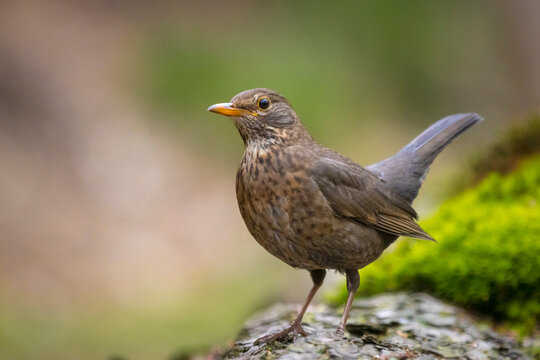 Blackbird, turdus merula, female bird perched