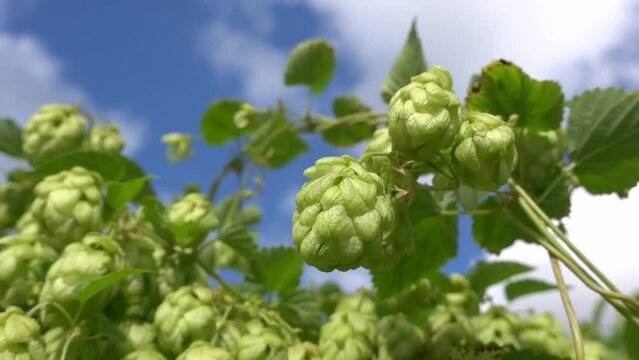 Wild form of the true hop (Humulus lupulus) moving in the wind, Berlin, Germany, Europe