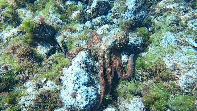 Hunting common octopus (Octopus vulgaris) in the Atlantic Ocean, Lanzarote, Canary Islands, Spain, Europe