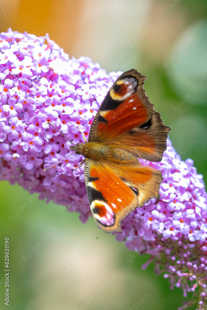 Wall mural Aglais io, peacock butterfly feeding nectar from a purple butterfly-bush in garden.