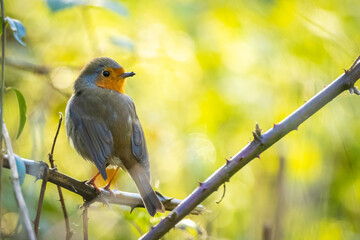 Obraz premium European robin bird Erithacus rubecula singing