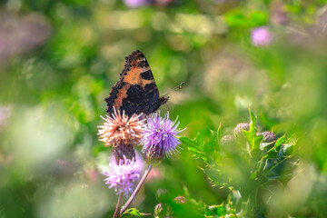 Aglais urticae small tortoiseshell butterfly isolated by nature