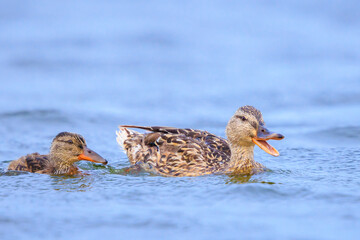 Swimming mallard dabling duck female, Anas platyrhynchos, portrait