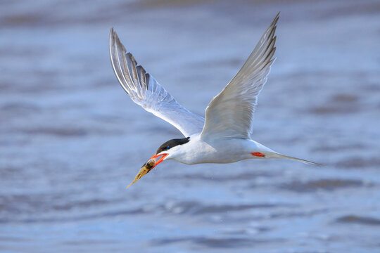 Common Tern, Sterna hirundo, hunting